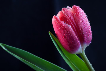 Fototapeta premium wet Bud of the red Tulip closeup on dark background