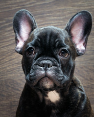 French bulldog puppy. Puppy black. Big dog muzzle. Thoroughbred elite puppy 