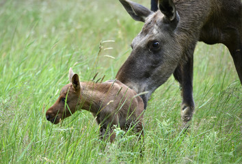 Elchkalb mit Muttertier