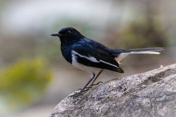 The Oriental Magpie Robin.