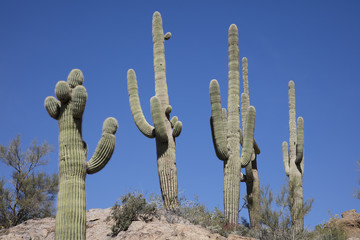 Giant thorny Saguaro Cactus in Sonoran Desert of Southwestern USA