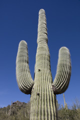 Giant thorny Saguaro Cactus in Sonoran Desert of Southwestern USA