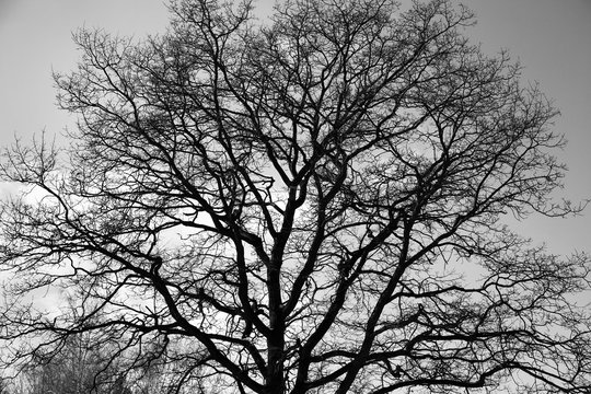 Fototapeta Gothic black and white tree silhouette