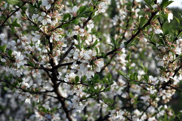 White flowers of the plum blossoms on a spring day in the park o