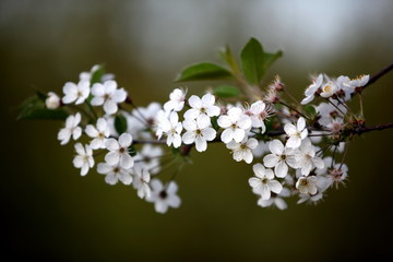White flowers of the cherry blossoms on a spring day in the park