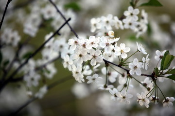 White flowers of the cherry blossoms on a spring day in the park