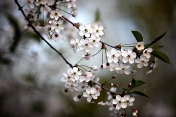White flowers of the cherry blossoms on a spring day in the park