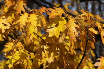 autumn oak leafs golden colors
