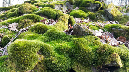 green moss and mushroom