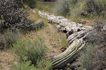 Rotting corpse of a Giant Saguaro cactus in Sonoran Desert of Southwestern USA