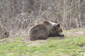 Fototapeta premium brown bear sleeping