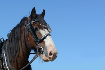 Fototapeta na wymiar Portrait of handsome Clydesdale gelding in harness