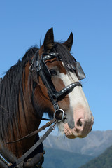 Portrait of handsome Clydesdale gelding in harness