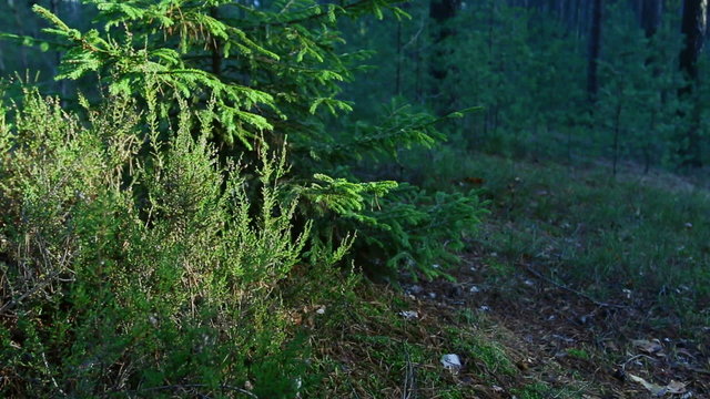 In summer forest heather and tree branches swaying in the wind.