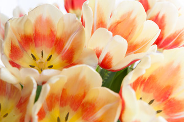 tulips