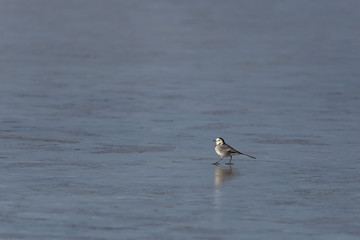 White wagtail  (Motacilla alba) walking on ice surface