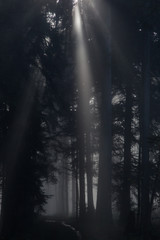 Dark Forest with Ray of Light