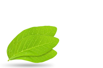 Obraz premium Water drop on fresh green leaf isolated on white background.