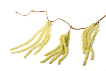Naklejka premium Hazel branch with catkins