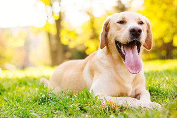Smiling labrador dog - obrazy, fototapety, plakaty