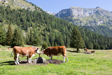 Fototapeta na wymiar Cows on mountain pasture