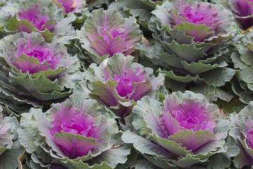 Obraz premium Decorative cabbage for background