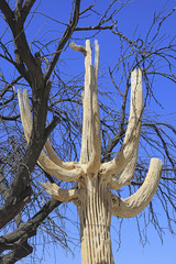 Skeleton of a dead Giant Saguaro Cactus in the Southwestern USA