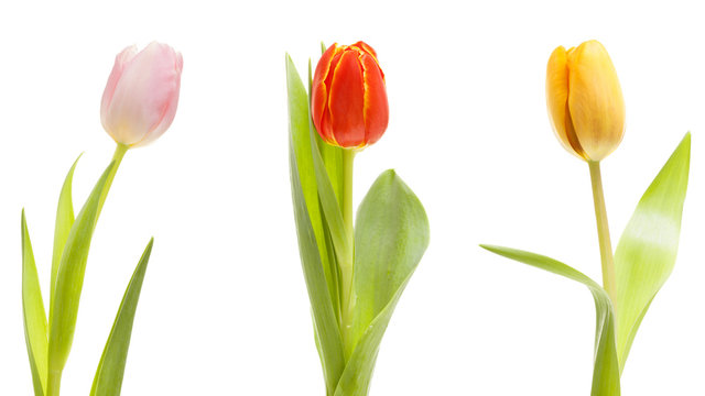 Tulpenreihe - Bord&uuml;re - Freisteller