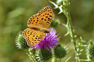 Boloria (1)