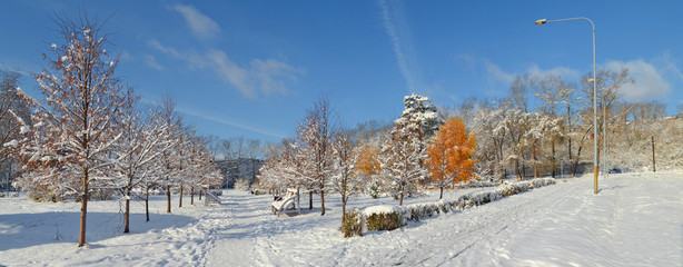 Winter alley of trees, Novokuznetsk, Siberia, Russia