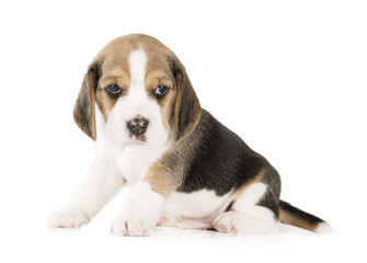 beagle puppy on a white background in studio