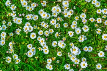 Cercles muraux Marguerites Daisy flower blossom