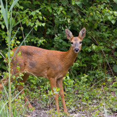 Young european western roe deer (Capreolus capreolus)