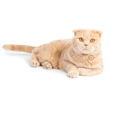 Relaxed scottish fold cat laying on the white background 
