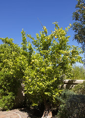 Ripe juicy lemons on a tree