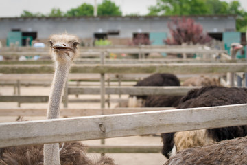 An adult ostrich