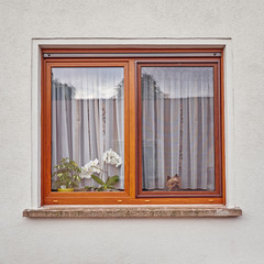 "I'm waiting for you", window with flowers and small dog