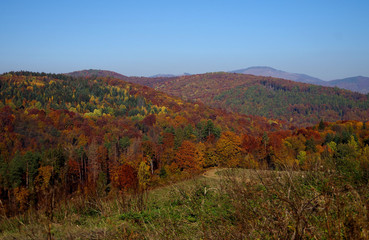 Forest in autumn