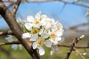 The Callery pear (Pyrus calleryana) flower