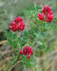 Red Common Kidney Vetch field, red Kidney vetch plant field popular in Malta, flower, blossom of Kidney vetch plant with one beat,red field in spring time, fresh grass,spring time red field background