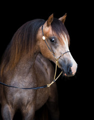 Arabian young horse isolated on black background