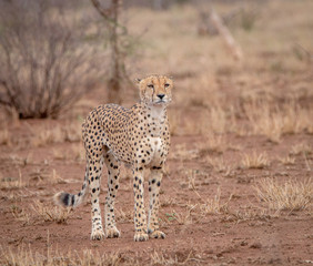 Starring Cheetah