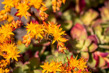 Abeille sur Echeveria à fleurs oranges