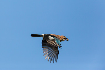 Eurasian Jay with acorn during flight on a sunny day with blue sky