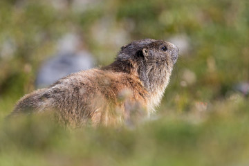 Naklejka na ściany i meble Portrait of groundhog (Marmota monax) in green environment