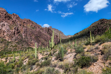 Arizona-Superstition Mountain Wilderness-Dutchman Trail