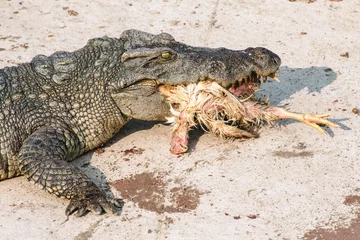 wildlife crocodile catches and eating a chicken