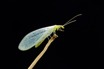 Lacewing at night