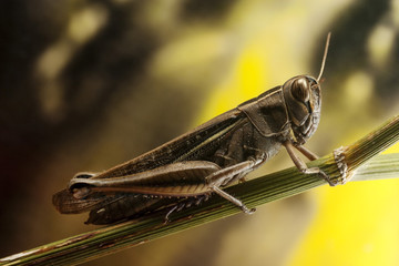 Grasshopper on fennel