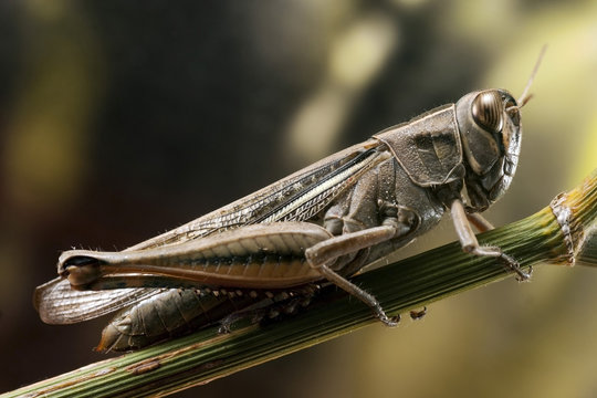 Grasshopper on fennel - Powered by Adobe